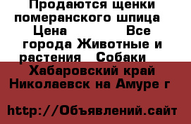 Продаются щенки померанского шпица › Цена ­ 45 000 - Все города Животные и растения » Собаки   . Хабаровский край,Николаевск-на-Амуре г.